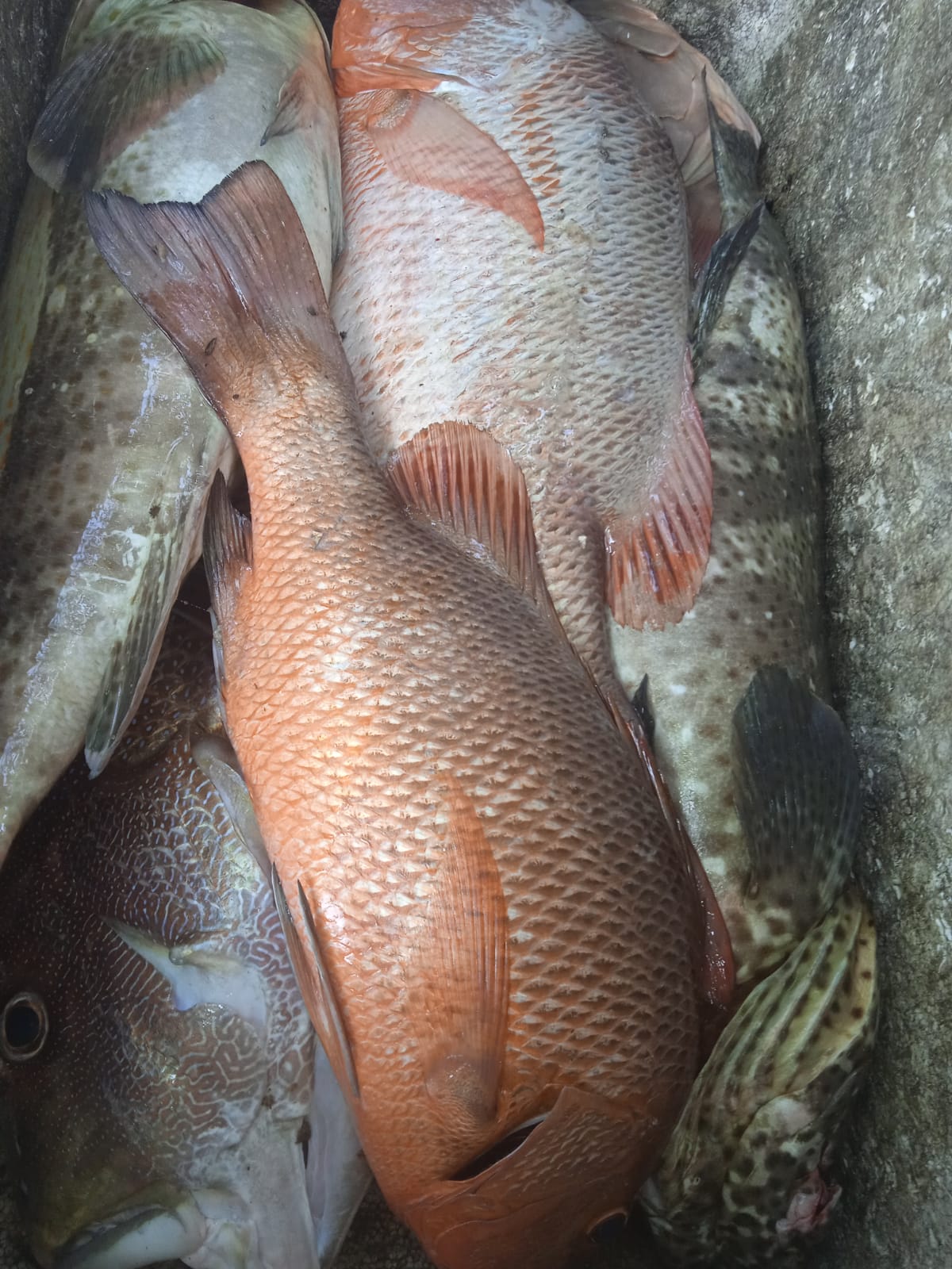 Fresh seafood from local fishermen in Kalpitiya Sri Lanka